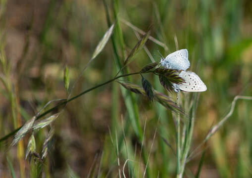 Image of Mission blue butterfly