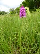 صورة Anacamptis pyramidalis (L.) Rich.