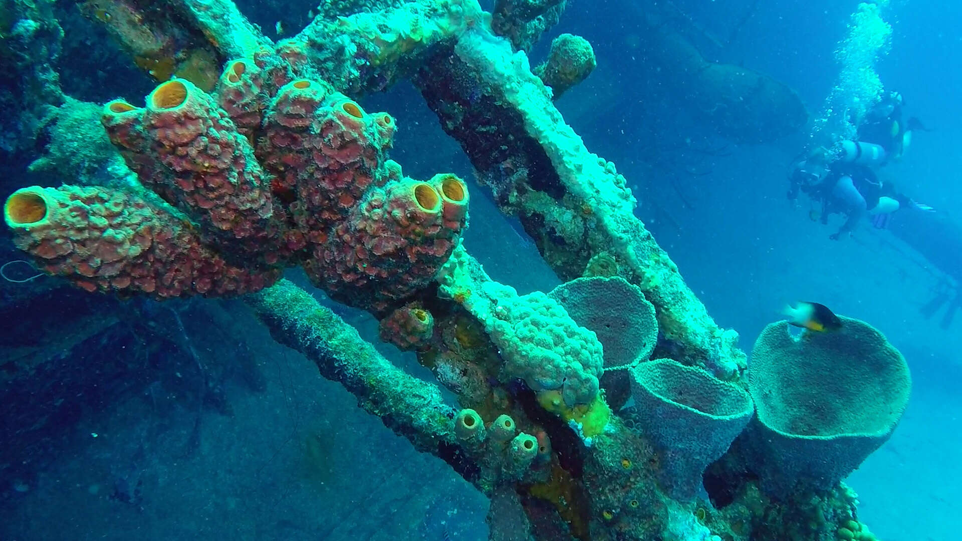 Image of convoluted barrel sponge