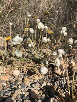 Plantago albicans L. resmi