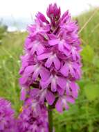 Image of Pyramidal orchid