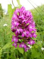 صورة Anacamptis pyramidalis (L.) Rich.