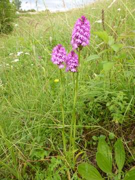 صورة Anacamptis pyramidalis (L.) Rich.