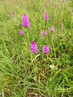 صورة Anacamptis pyramidalis (L.) Rich.