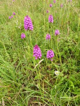 صورة Anacamptis pyramidalis (L.) Rich.