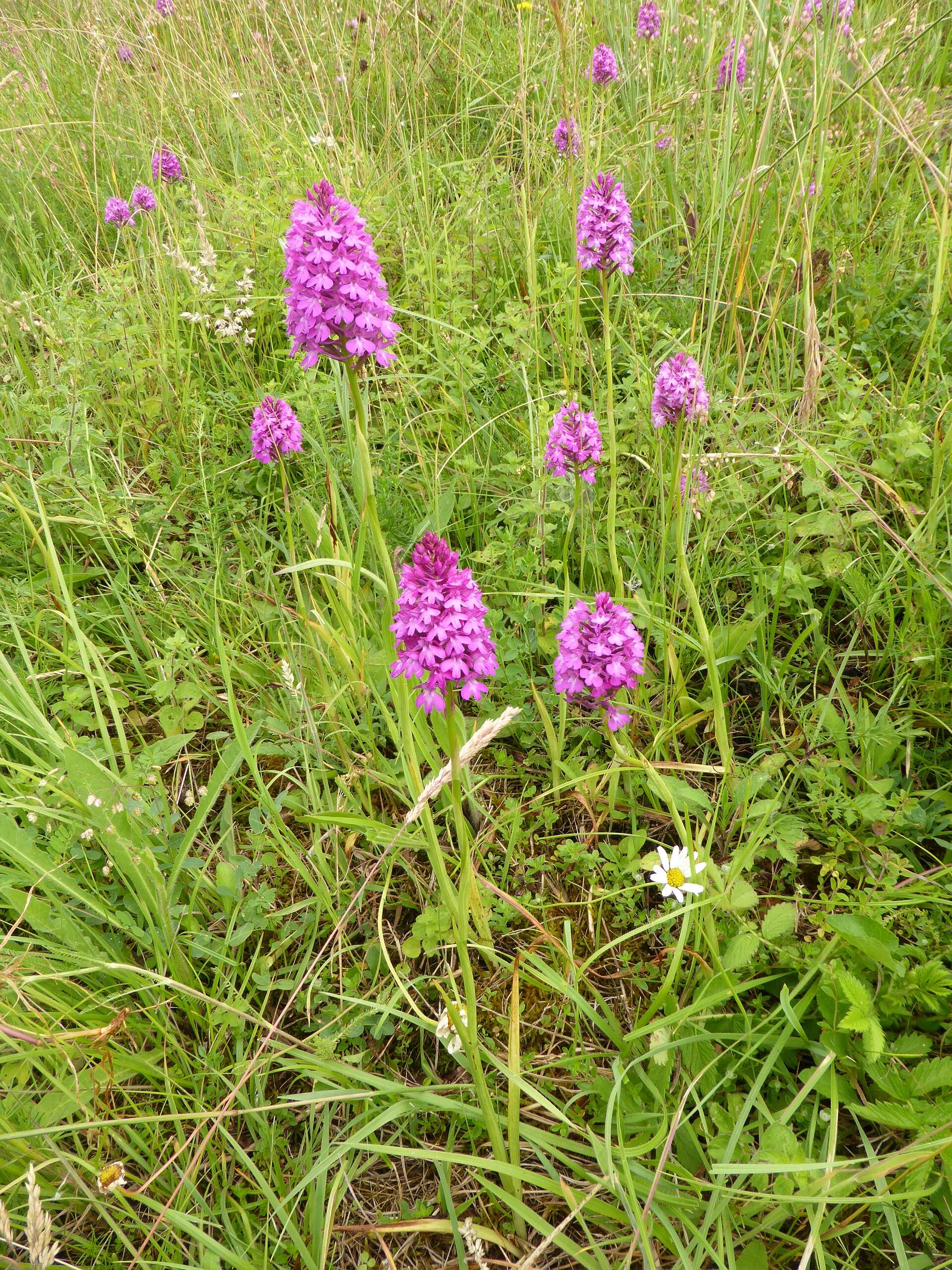 صورة Anacamptis pyramidalis (L.) Rich.