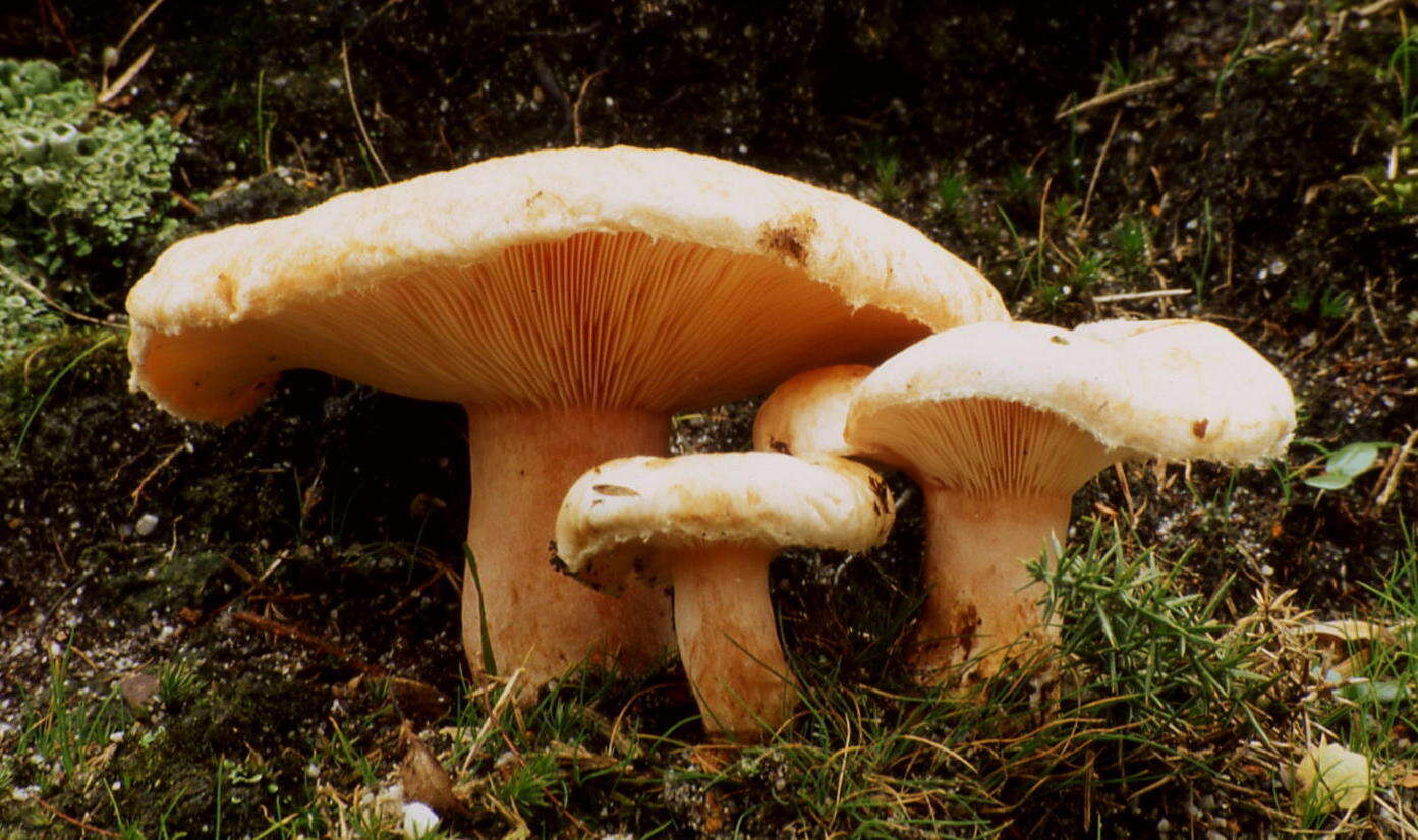 Image of Downy milkcap