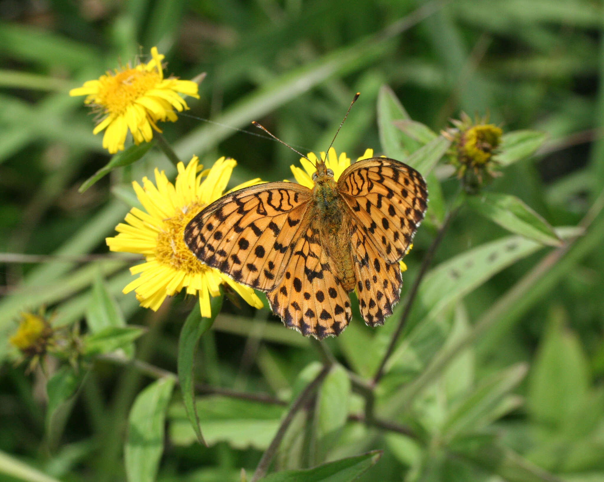 Image of Inula japonica Thunb.