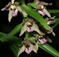 Image of Broad-leaved Helleborine