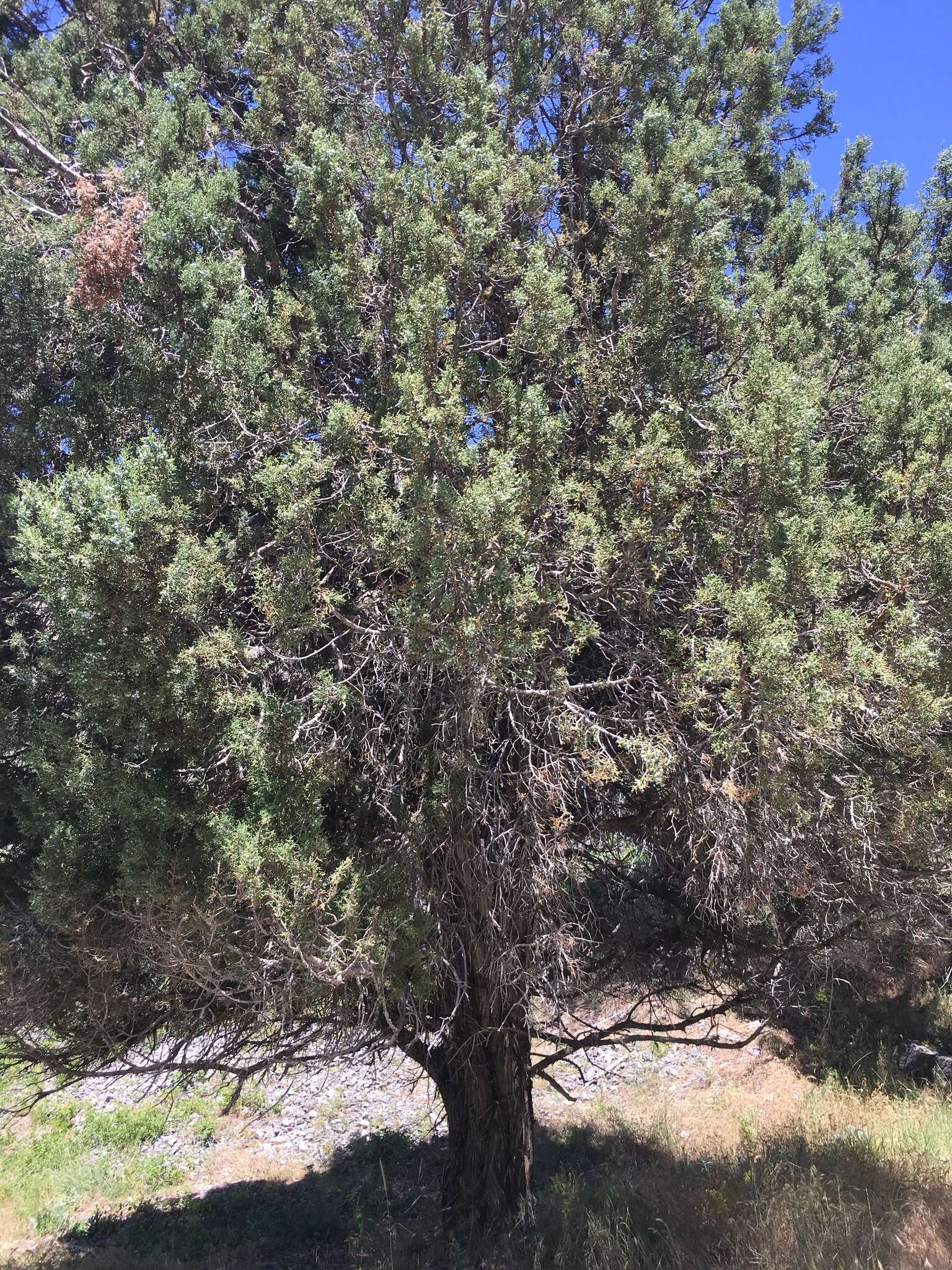 Imagem de Juniperus osteosperma (Torr.) Little