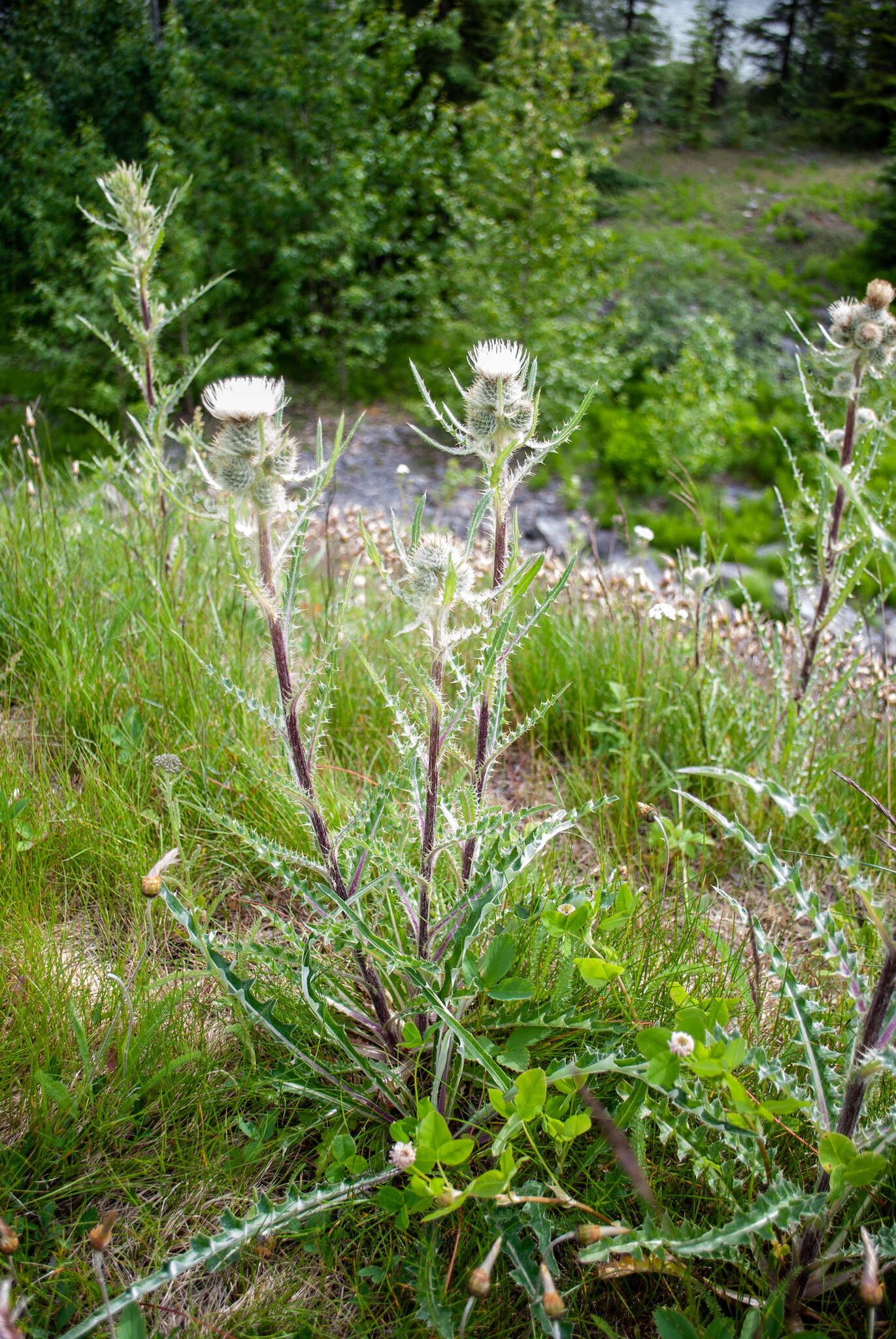 Image of white thistle