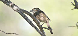 Image of Stripe-capped Sparrow