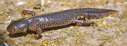 Image of Alpine Newt