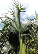 Image of Cabbage Palm