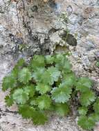 صورة Sullivantia hapemanii var. purpusii (Brandeg.) D. E. Soltis