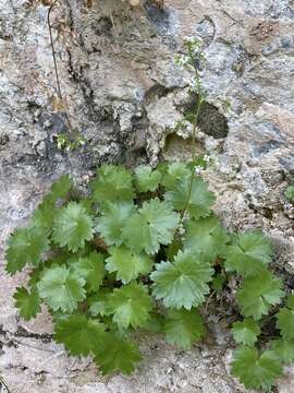 Image of Hapeman's Coolwort