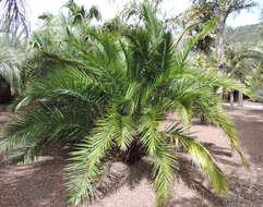 Image of Senegal date palm