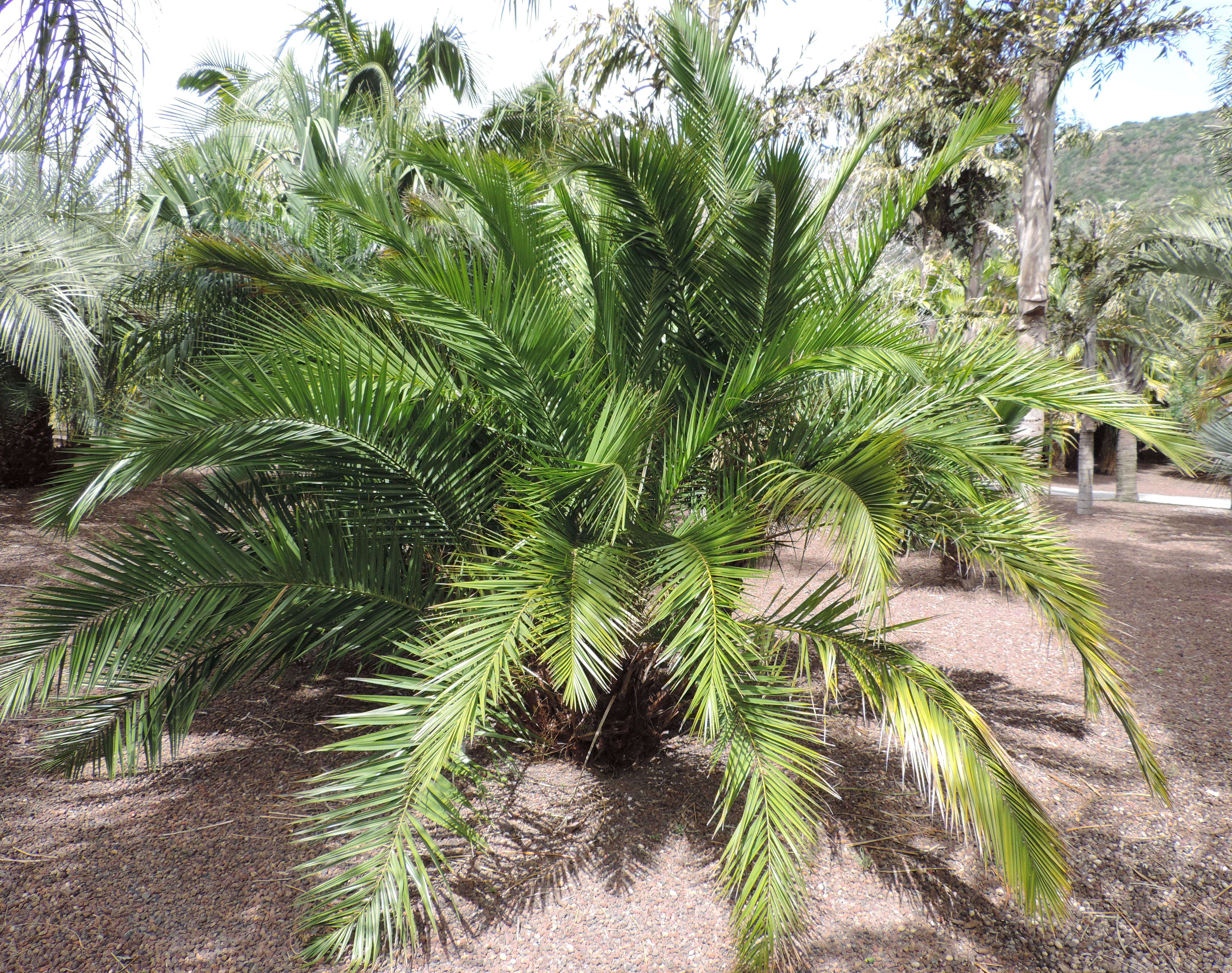 Image of Senegal date palm