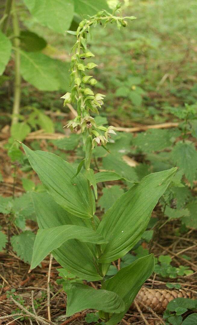 Image of Broad-leaved Helleborine