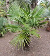 Trachycarpus takil Becc. resmi