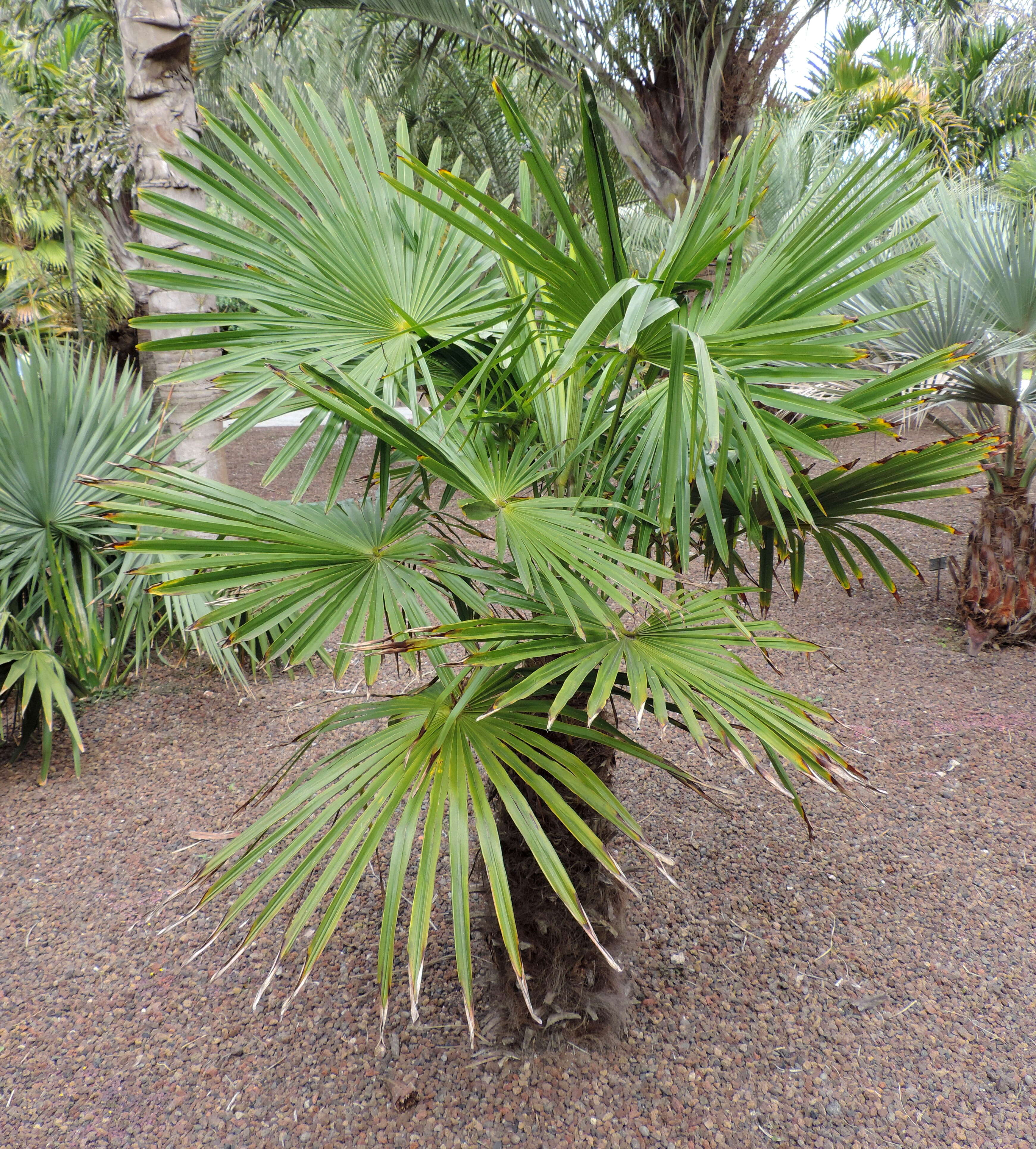 Image of Kumaon Fan Palm