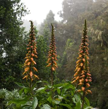 Image of Digitalis canariensis L.