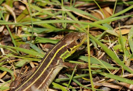 Image de Lacerta diplochondrodes cariensis