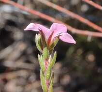 Image of Acmadenia gracilis Dümmer