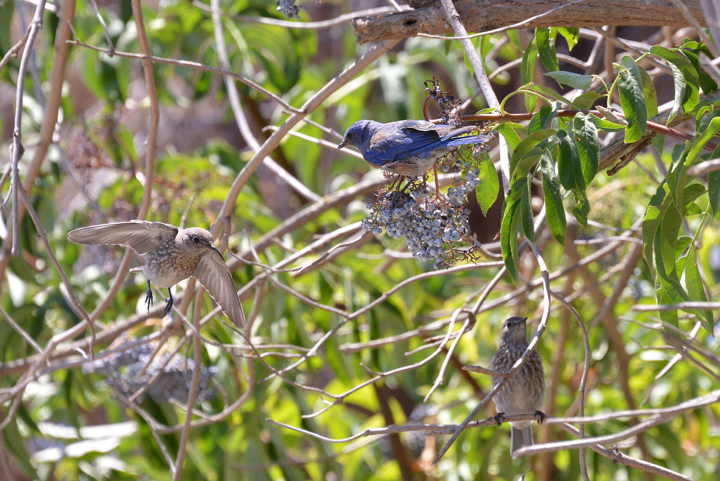 Image of Western Bluebird