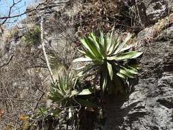 Image of Grijalva's agave