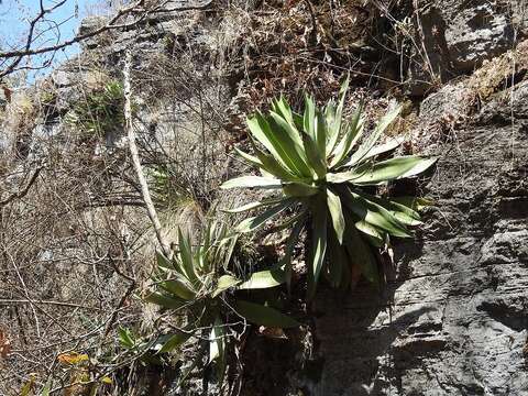 صورة Agave kewensis Jacobi