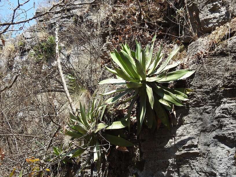 Image of Grijalva's agave