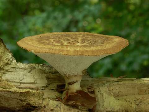 Image of Polyporus tuberaster (Jacq. ex Pers.) Fr. 1821