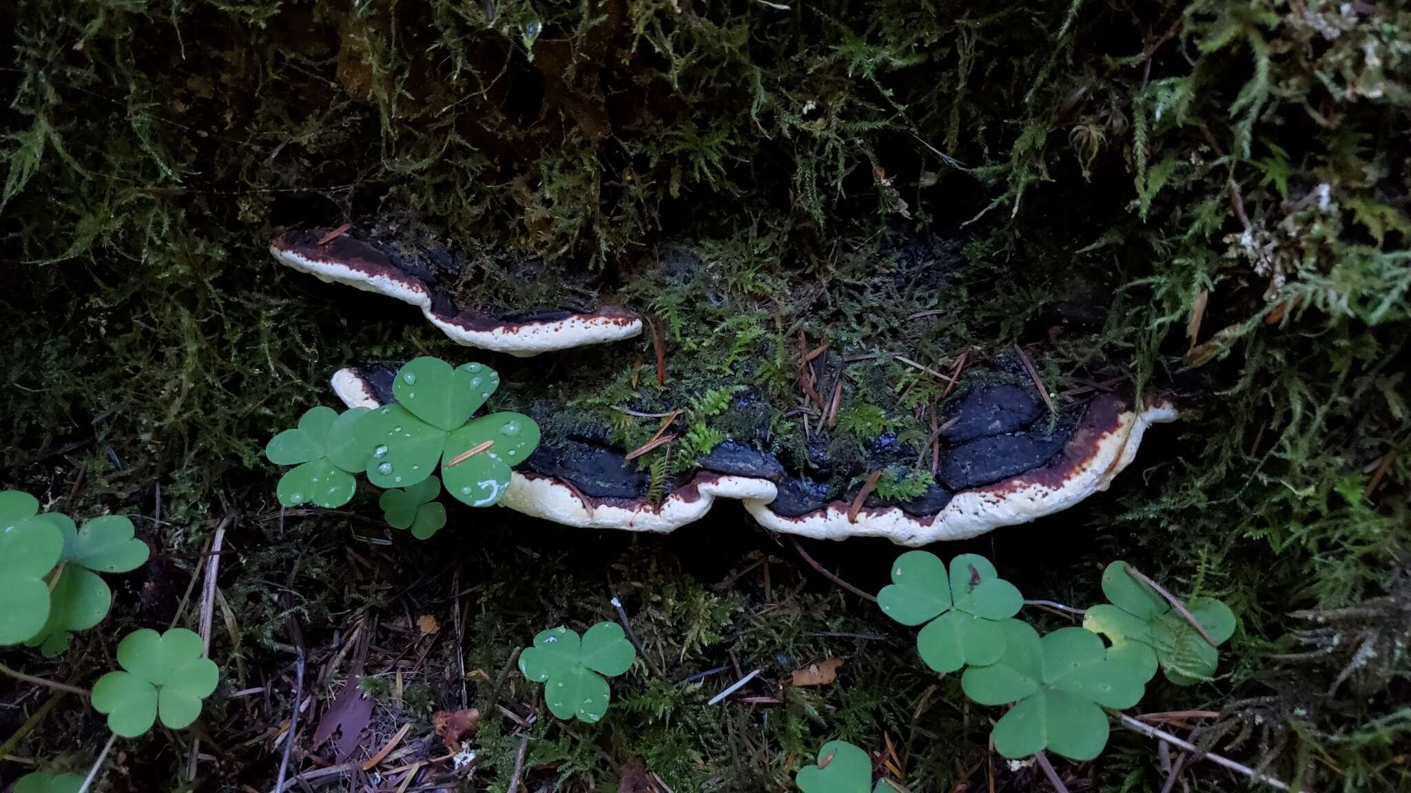 Image of Heterobasidion occidentale Otrosina & Garbel. 2010