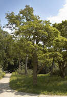 Image of black locust