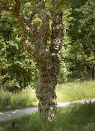 Image of black locust