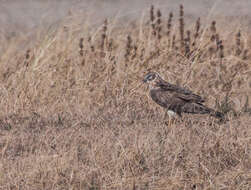 Image of Pallid Harrier