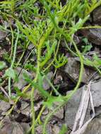 Image of Lycopodium japonicum Thunb. ex Murray