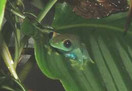 Image of Barbour's Forest Treefrog