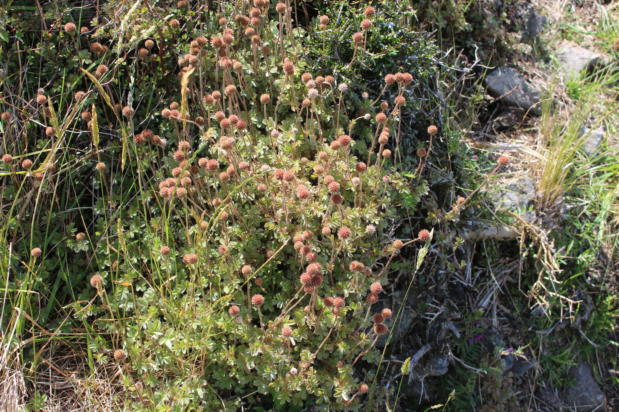 Imagem de Acaena anserinifolia (J. F. & G. Forst.) Druce