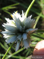 Imagem de Cyperus niveus var. leucocephalus (Kunth) Fosberg