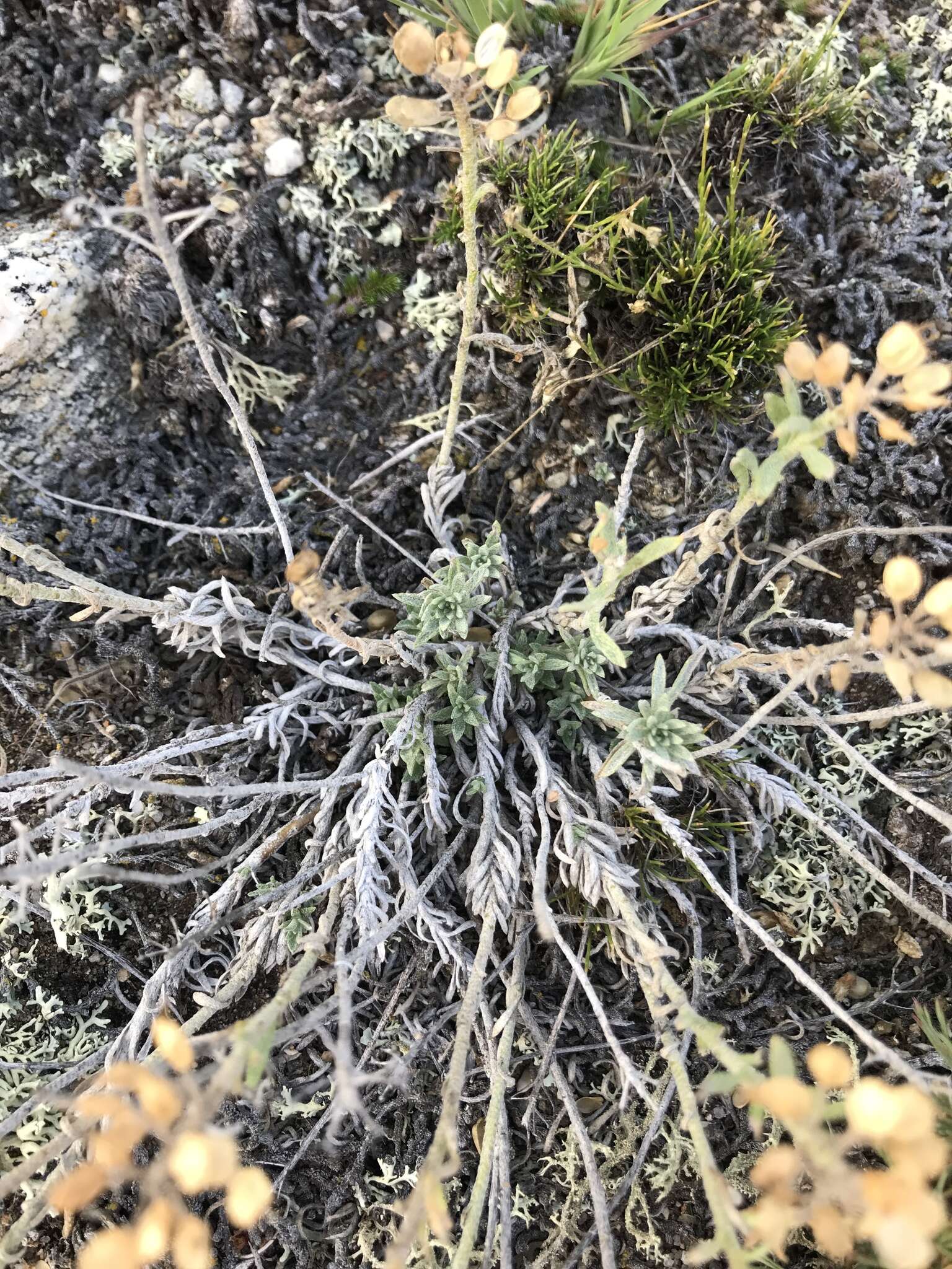 Sivun Alyssum lenense Adams kuva