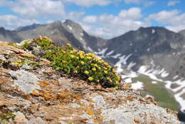 Image of Rhodiola quadrifida (Pallas) Fischer & Meyer