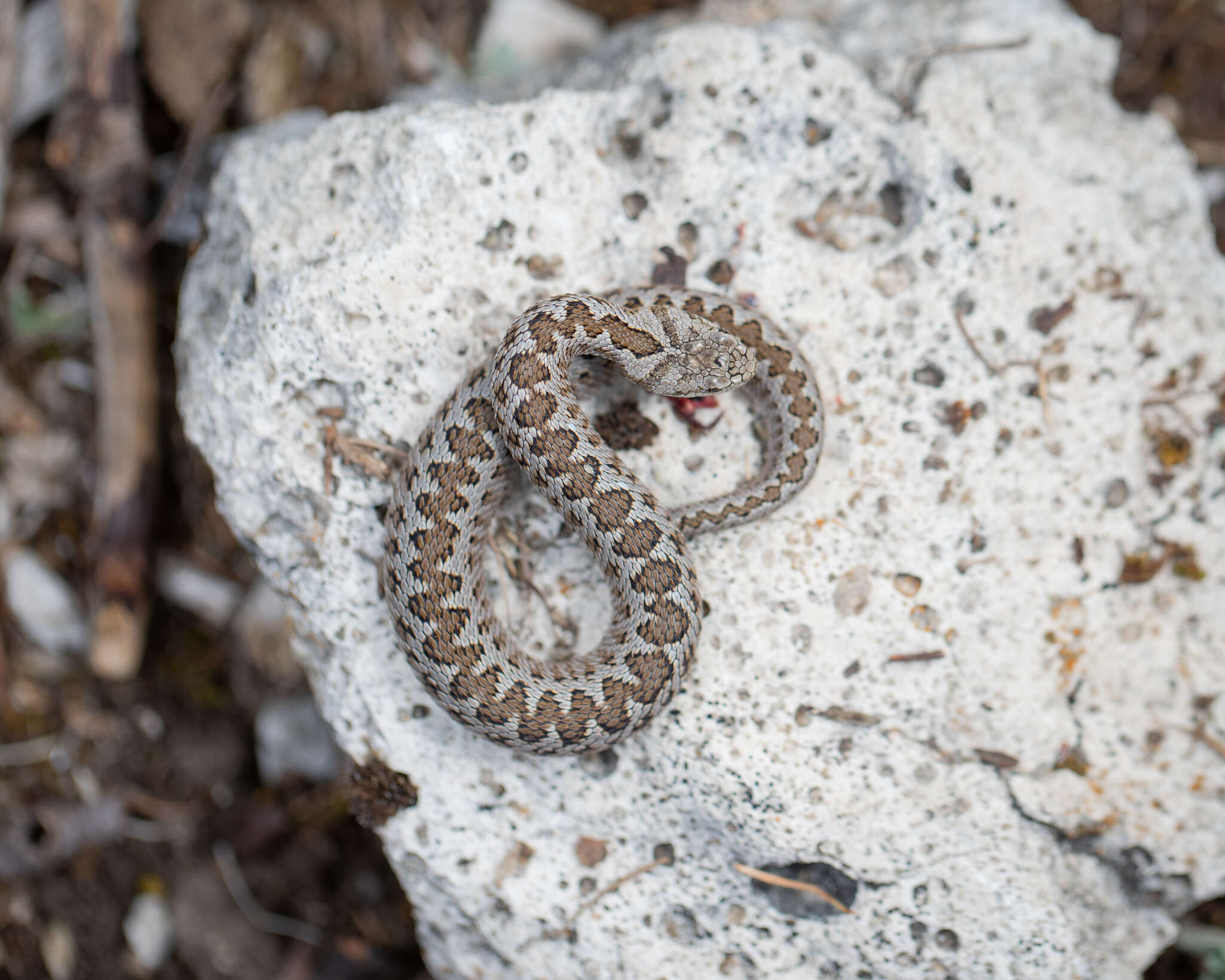 Plancia ëd Vipera ursinii ursinii (Bonaparte 1835)