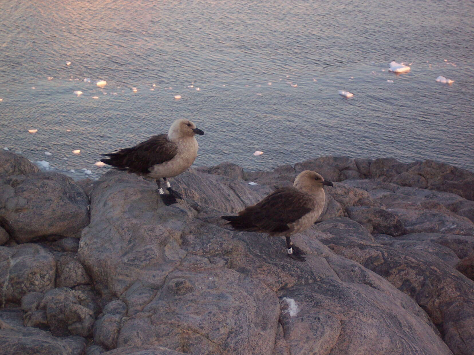 Image of South Polar Skua