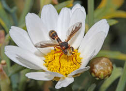 Image of Physocephala chrysorrhoea (Meigen 1824)