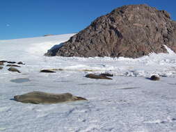 Image of Weddell seal