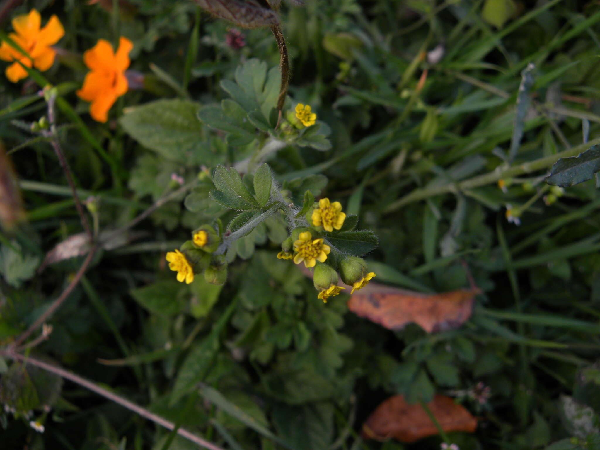 Image de Villanova oppositifolia Lag.