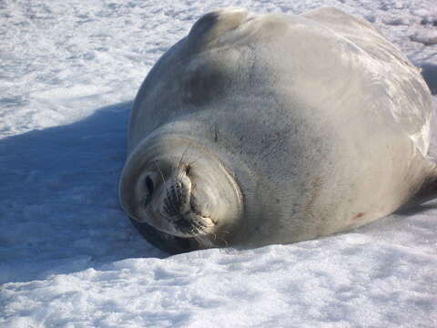 Image of Weddell seal