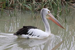 Image of Australian Pelican